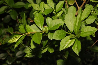 Ligustrum ovalifolium, photographed by Stephen James McWilliam