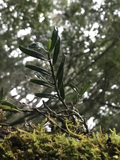 Angraecum conchiferum, photographed by Ren Hoekstra