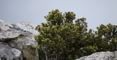 Phylica buxifolia, photographed by Tony Rebelo