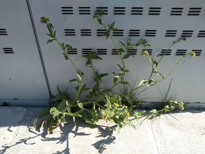 Amsinckia menziesii, photographed by Karen Fry