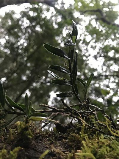 Angraecum conchiferum, photographed by Ren Hoekstra