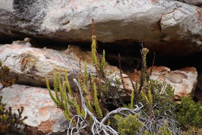 Pseudoselago serrata, photographed by Tony Rebelo