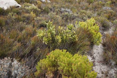 Protea lepidocarpodendron, photographed by Tony Rebelo