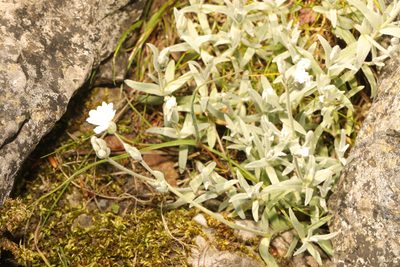 Cerastium tomentosum, photographed by Stephen James McWilliam