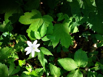 Anemonoides trifolia, photographed by olrett