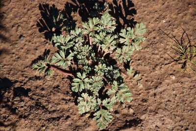 Pelargonium minimum, photographed by Tony Rebelo