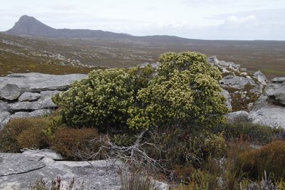 Phylica buxifolia, photographed by Tony Rebelo