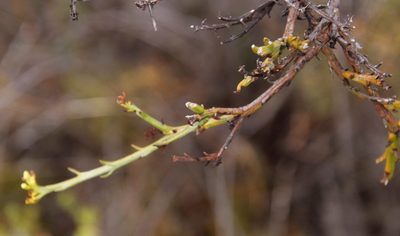 Thesium strictum, photographed by Tony Rebelo