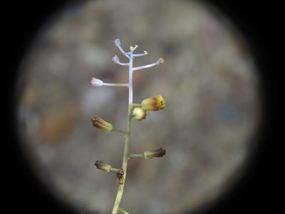 Muscari spreitzenhoferi, photographed by Yves Bas