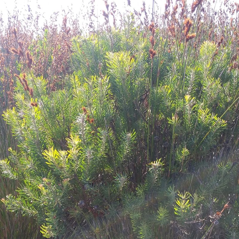 Leucadendron galpinii, photographed by kevin koen