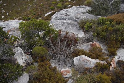 Aloiampelos commixta, photographed by Tony Rebelo