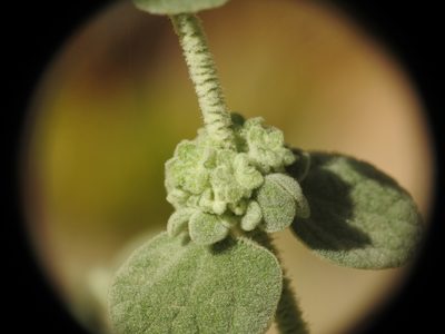 Pseudodictamnus mediterraneus, photographed by Yves Bas