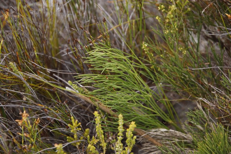 Nanobubon strictum, photographed by Tony Rebelo