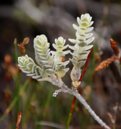Gnidia imbricata, photographed by Tony Rebelo