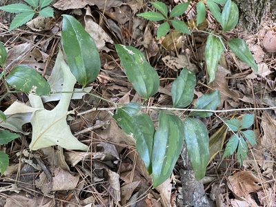 Smilax maritima, photographed by Daniel Patterson