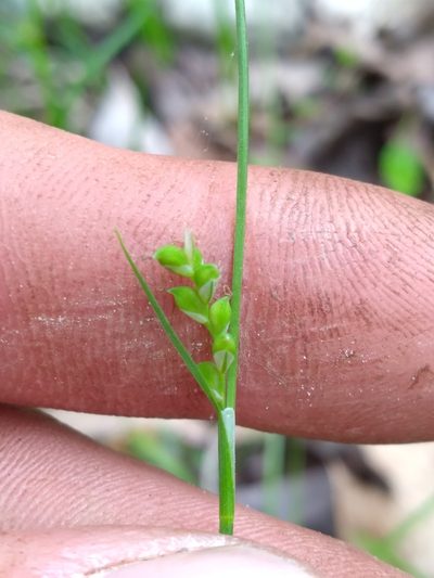 Carex gracilescens, photographed by Scott Ward