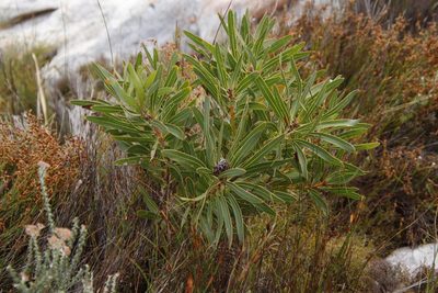 Protea lepidocarpodendron, photographed by Tony Rebelo