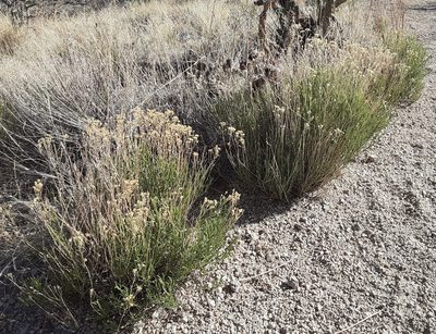 Gutierrezia sarothrae, photographed by bmasinton