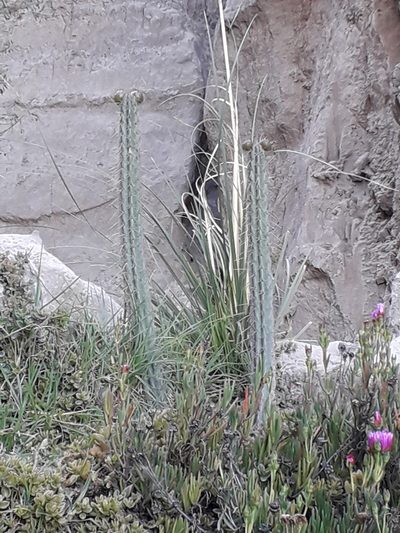 Corryocactus melanotrichus, photographed by ARIANA VILLAFAN ROJAS