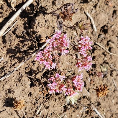 Chorizanthe staticoides, photographed by Dan Horowitz