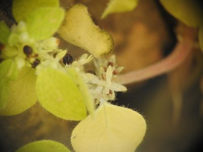 Parietaria cretica, photographed by Yves Bas