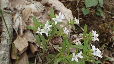 Houstonia longifolia, photographed by John Abrams