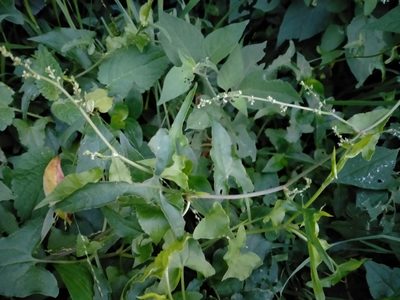 Rumex sagittatus, photographed by Heidi Meudt