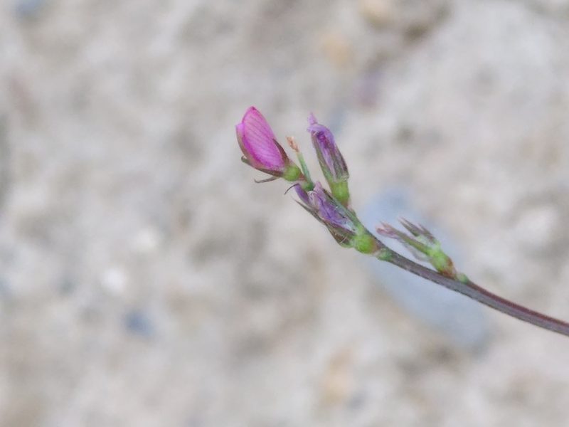 Onobrychis caput-galli, photographed by Yves Bas