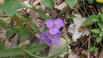 Tradescantia virginiana, photographed by John Abrams