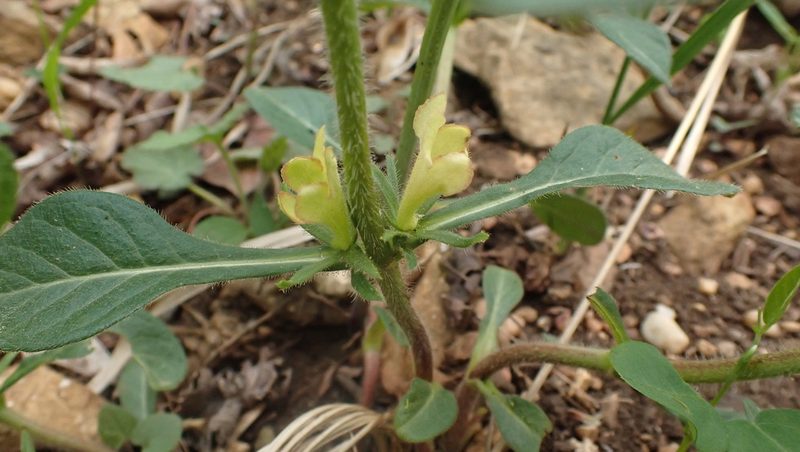 Triosteum angustifolium, photographed by John Abrams