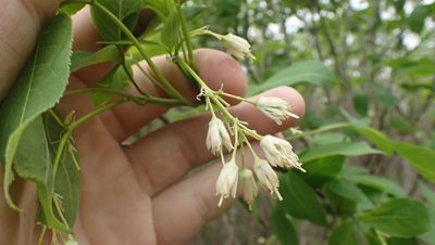 Staphylea trifolia, photographed by John Abrams