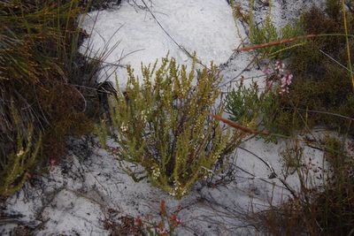 Erica imbricata, photographed by Tony Rebelo