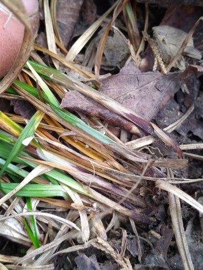 Carex gracilescens, photographed by Scott Ward