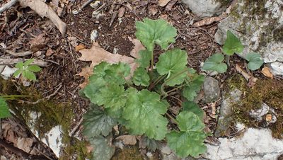 Heuchera americana, photographed by John Abrams