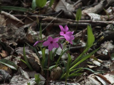 Phlox stolonifera, photographed by Leora Fitz