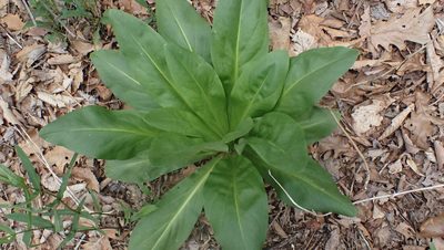 Frasera caroliniensis, photographed by John Abrams