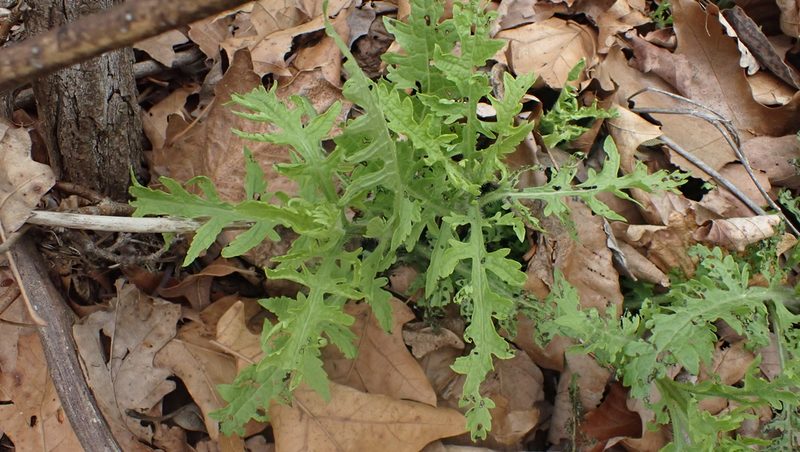Dasistoma macrophylla, photographed by John Abrams