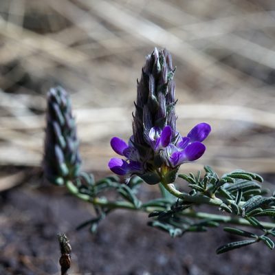 Dalea pogonathera, photographed by Andrew Tree