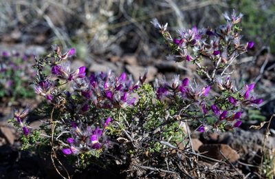 Dalea formosa, photographed by Andrew Tree