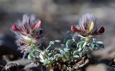Dalea jamesii, photographed by Andrew Tree