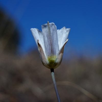 Calochortus ambiguus, photographed by Andrew Tree