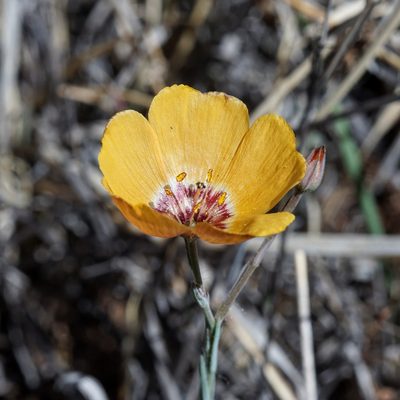 Linum puberulum, photographed by Andrew Tree
