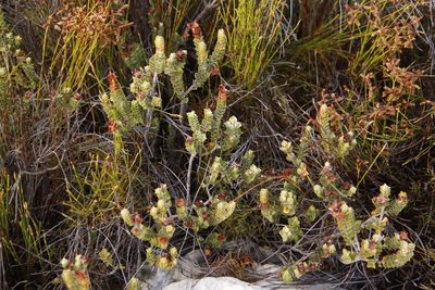 Penaea sarcocolla, photographed by Tony Rebelo