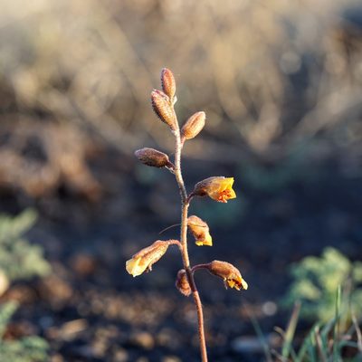 Hoffmannseggia glauca, photographed by Andrew Tree