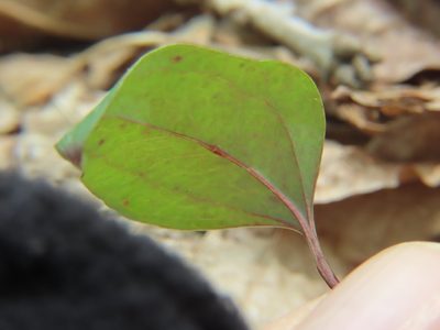 Tipularia discolor, photographed by Bruce Slater