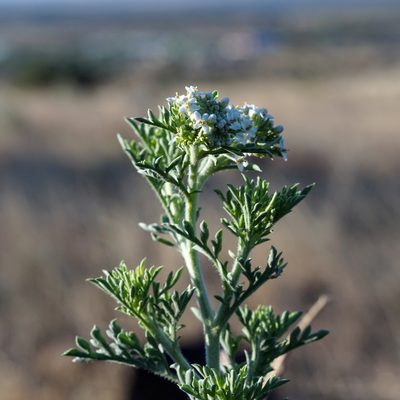 Lepidium thurberi, photographed by Andrew Tree