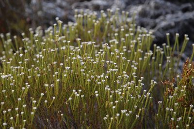 Staavia radiata, photographed by Tony Rebelo