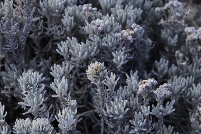 Petalacte coronata, photographed by Tony Rebelo
