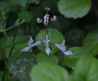Plectranthus verticillatus, photographed by Justin Ponder