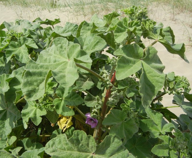 Malva arborea, photographed by Jon Mortin